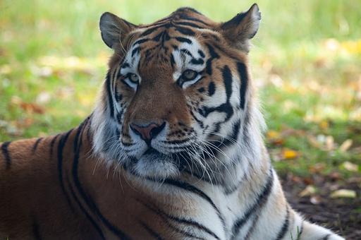 За убийство тигра суд назначил браконьерам 5,2 года колонии