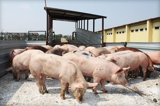 В России вырос спрос на свиные шкуры