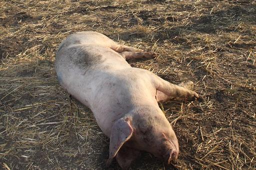 Первые случаи АЧС зафиксировали на свиноводческих фермах Германии