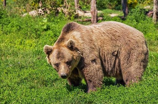 В Красноярском крае после нападения медведя погиб турист