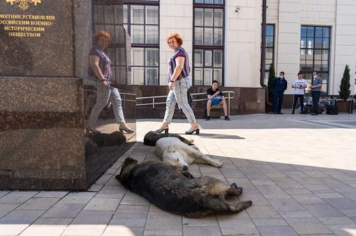 Госдума предлагает штрафовать до 30 тысяч рублей за выброшенных животных