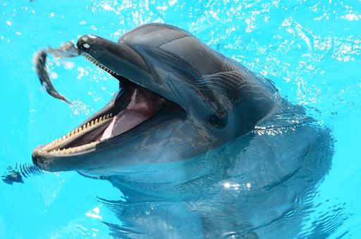 Около 60 тысяч человек подписали петицию против строительства дельфинария в Санкт-Петербурге