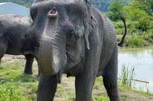Слонов Росгосцирка отправят в отпуск в Сочи