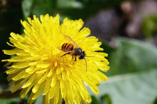 Минсельхоз подготовил новый проект ветправил по содержанию пчел