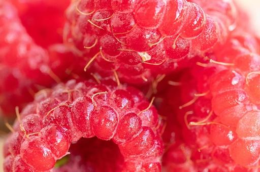 Россельхознадзор сообщил о мерах по предотвращению ввоза продукции, зараженной азиатской ягодной дрозофилой