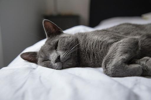 Кошки могут заразиться COVID-19, если спят на постели хозяев