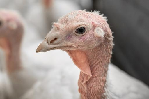 За неделю в мире зафиксировали почти 100 новых очагов гриппа птиц