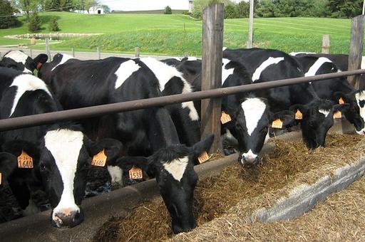В Нижегородской области построили семь молочных ферм