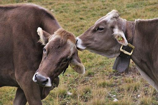 Россия запретила ввоз скота из Камбоджи и Лаоса из-за нодулярного дерматита
