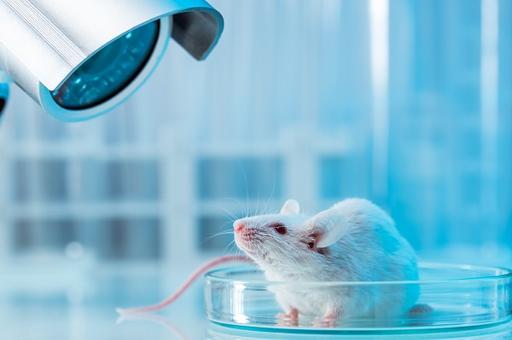 Ученые сняли на видео распространение коронавируса SARS-CoV-2 в организме мышей