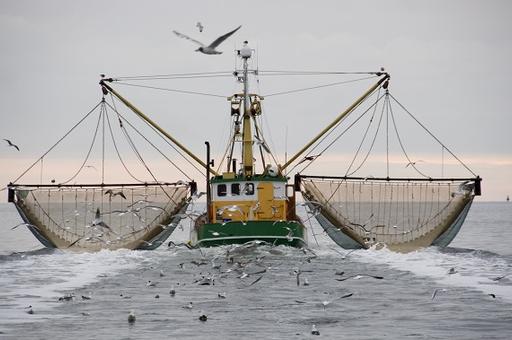 Российские ученые изучат видовой состав рыбы в Черном море