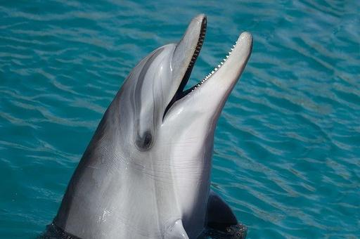 Кабмин ввел запрет на вывоз китов и дельфинов из России