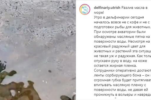 Анапский дельфинарий сообщил о масляных пятнах на поверхности Черного моря