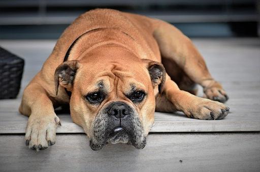 В России предлагают ввести ОСАГО для собак опасных пород
