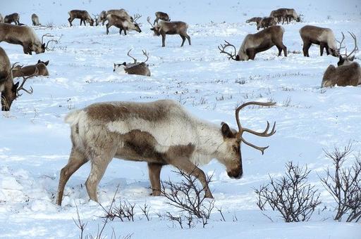 В Красноярском крае обнаружили свыше 1,2 тыс. погибших северных оленей