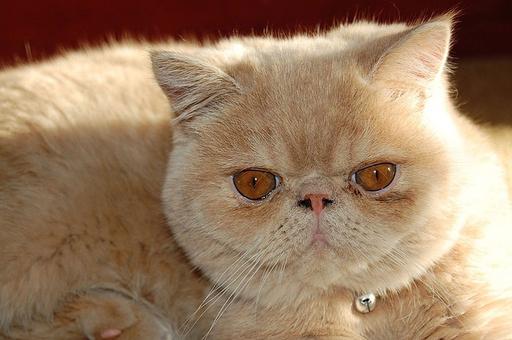 Ветврачи рассказали об особенностях популярных пород кошек