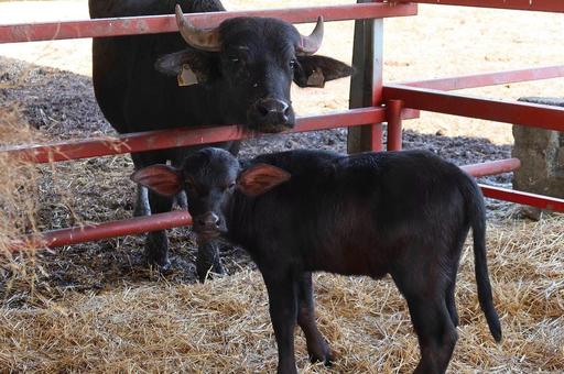 Первая буйволиная ферма открылась в Ставропольском крае
