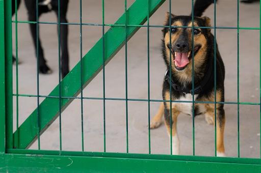 В Узбекистане построили первый приют для собак с ветеринарной и кинологической службами
