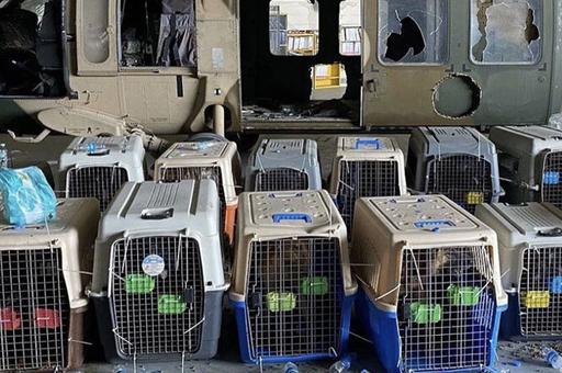 Американские военные бросили в Афганистане десятки служебных собак