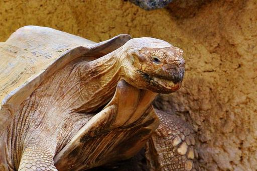 Росприроднадзор пресек незаконную продажу краснокнижной черепахи