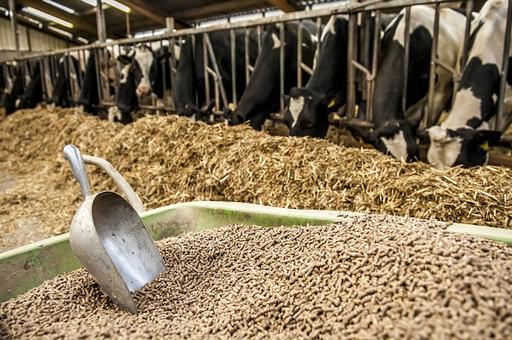Австралийские ученые изучают ценность промышленной конопли в качестве корма для КРС и овец