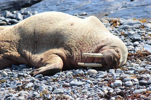 Туристов на острове Вайгач попросили освободить пляжи для моржей