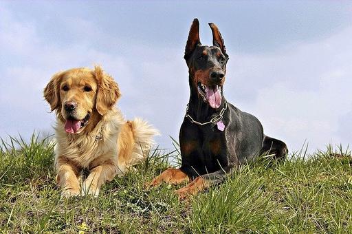 Великобритания запретит ввоз собак с купированными ушами и хвостами