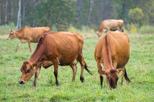 Белорусские фермеры скрыли факт падежа скота