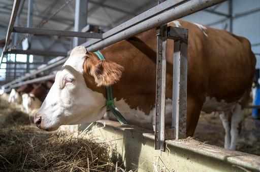 Испания сообщила о падеже скота от сибирской язвы