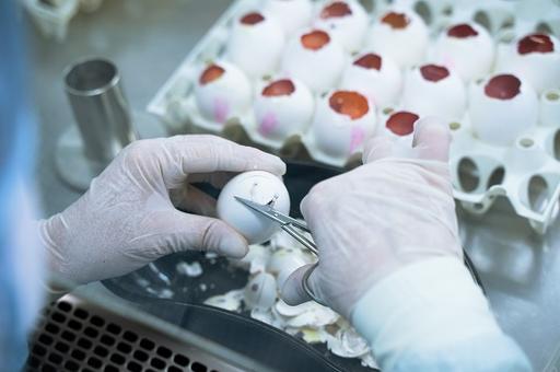 В России вывели кур, несущих яйца для производства вакцин