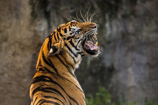 В сафари-парке «Тайган» в Крыму тигр напал на годовалого мальчика
