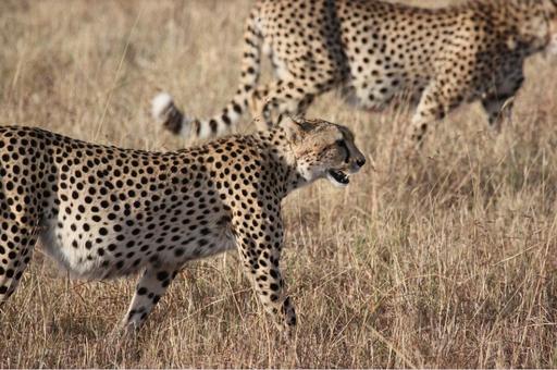В Намибии гепарды впервые пали от сибирской язвы