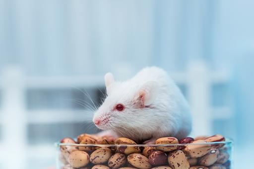 Европарламент намерен запретить использование животных в научных экспериментах