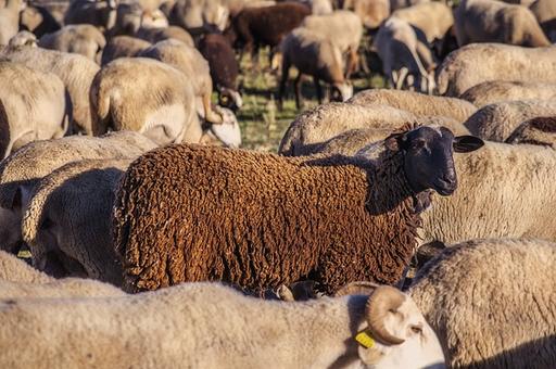 С овцевода в Волгоградской области взыскали более миллиона рублей