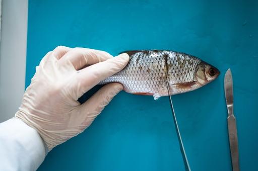 Рыбу проверят на токсины, пестициды и антибиотики
