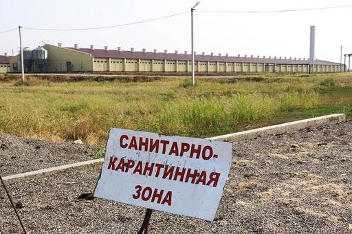 Киргизия сообщила в МЭБ о вспышке сибирской язвы