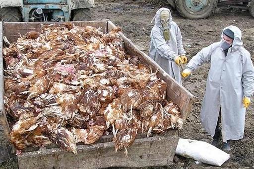 Очаги гриппа птиц выявили в Челябинске