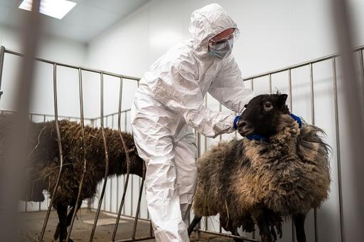 Шотландские ученые разрабатывают новую вакцину против хламидиоза овец