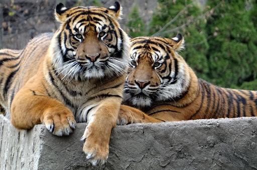 Индонезия сообщила в МЭБ о двух переболевших COVID-19 тиграх