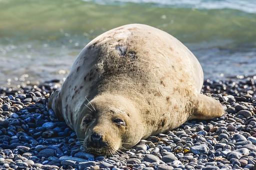 Тюлени рискуют остаться без еды из-за изменения климата