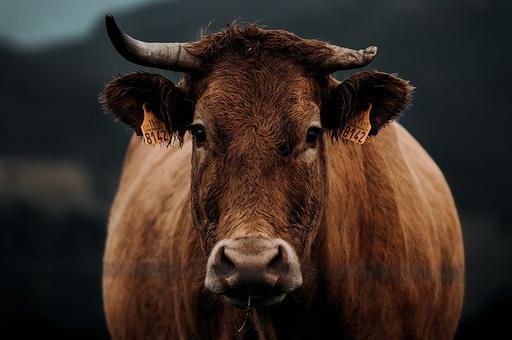 Россия запретила ввоз говядины из двух штатов Бразилии из-за «коровьего бешенства»