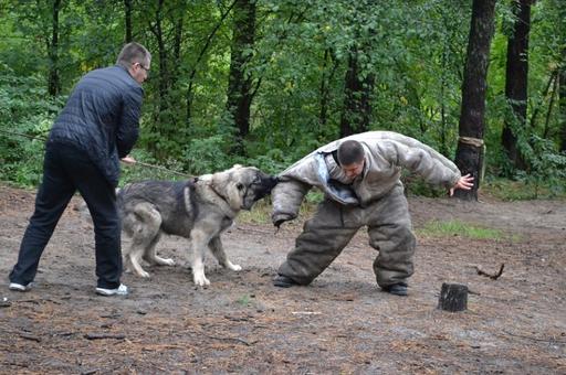 Госдума предлагает штрафовать до 400 тыс. рублей за организацию собачьих боев