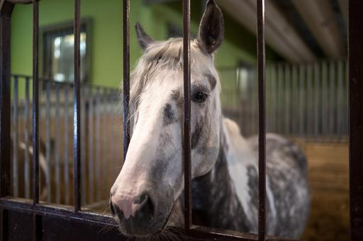Новые ветправила по гриппу лошадей вступят в силу в марте 2022 года