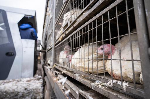 Россельхознадзор прогнозирует занос гриппа птиц на птицефабрики Курганской области