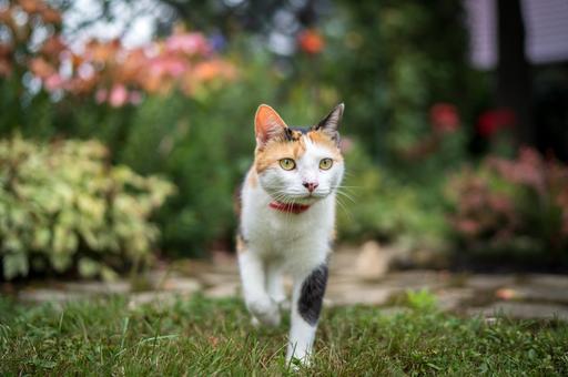 Исследование: домашние кошки могут передавать токсоплазмоз диким животным