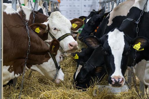 Молочное животноводство просят вывести из-под действия закона о парниковых газах