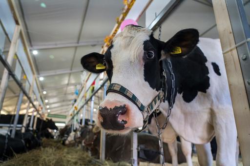 Госдума приняла в I чтении законопроект о контроле над применением антибиотиков в животноводстве