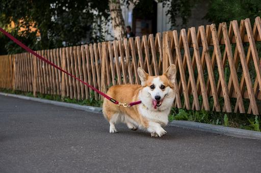 РКФ сообщила о переносе интернациональных выставок собак из-за локдауна