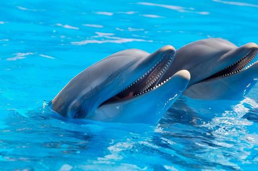 Госдума приняла в I чтении законопроект о запрете вылова китов и дельфинов