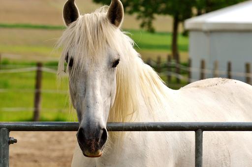 Новые ветправила по вирусному артерииту лошадей начнут действовать в 2022 году